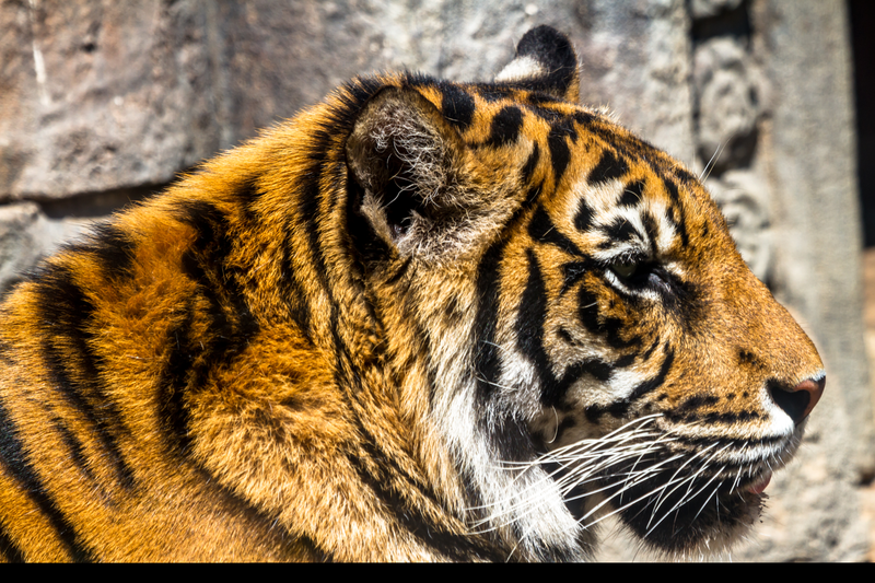 Royal Bengal Tiger
